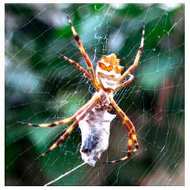 dedetizadora aranhas