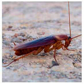 dedetizadora baratas