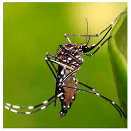 dedetizadora mosquitos