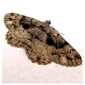 dedetizadora tracas